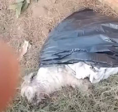 Cão é resgatado vivo após passar horas preso em saco plástico jogado em estrada de terra em Bariri