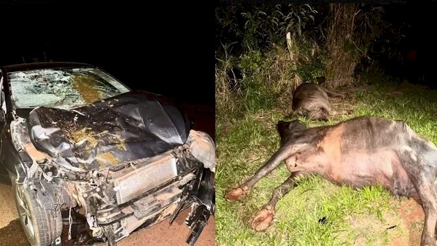 Búfalos morrem atropelados por carro em Ibitinga