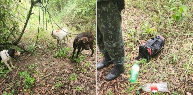 Cães vítimas de maus-tratos e utilizados para caça ilegal são resgatados em Agudos