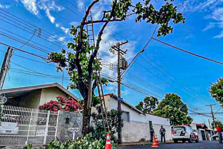 Homem morre ao cair de árvore em Bauru