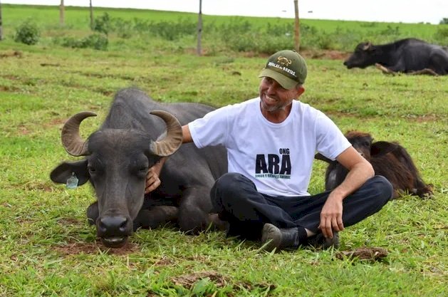 ONG deixa de apresentar documentos solicitados pela Justiça e perde tutela de búfalas vítimas de maus-tratos em Brotas