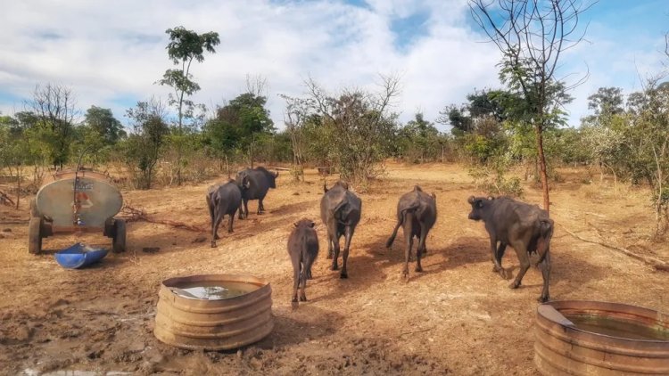 Justiça de Brotas designa duas novas entidades para cuidar de búfalas que foram maltratadas