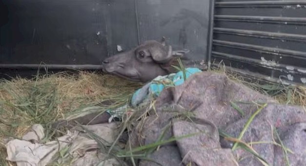 Búfalas de Brotas são levadas para novo santuário e deixam fazenda onde sofreram maus-tratos