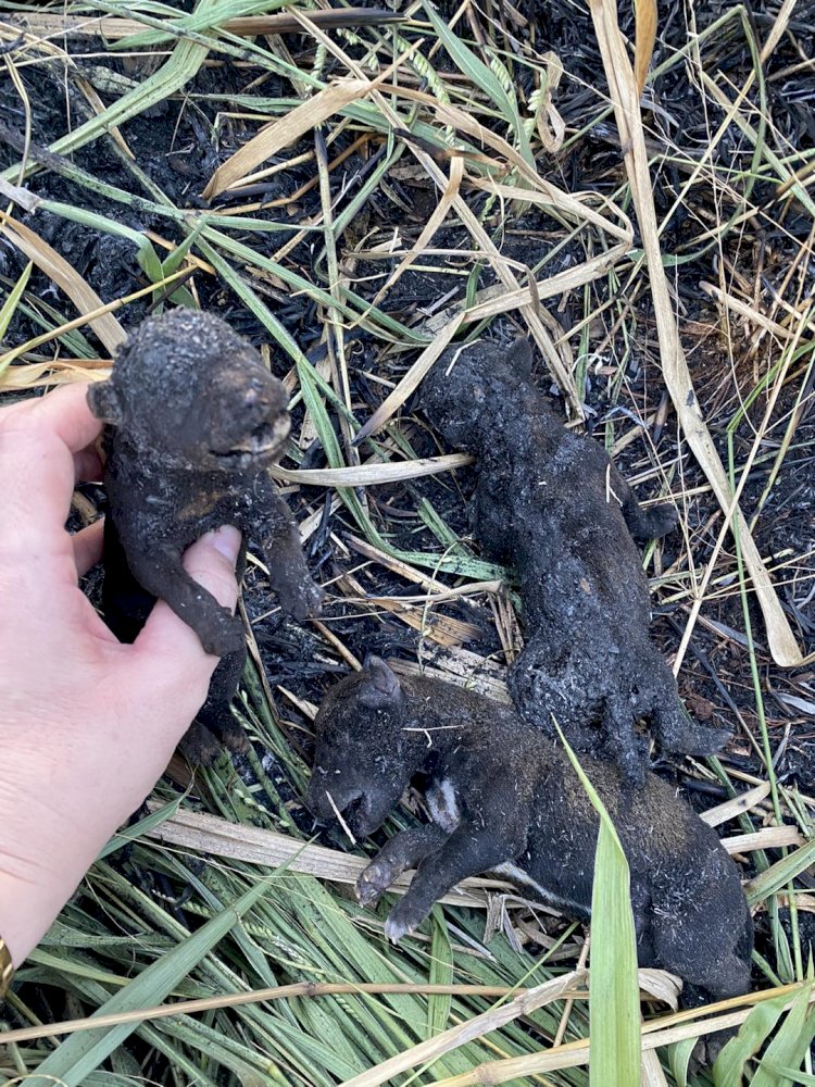 Filhotes de cães morrem queimados vivos em terreno baldio em Bariri