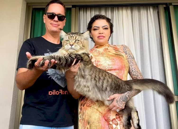 Gato gigante de Jaú vira celebridade em todo o Brasil e ganha destaque na imprensa nacional