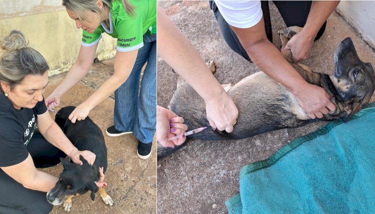 Cinomose: Focinho Carente solicita à Prefeitura de Bariri lugar adequado para tratamento de animais diagnosticados com a doença, contratação de veterinário e vacinação gratuita