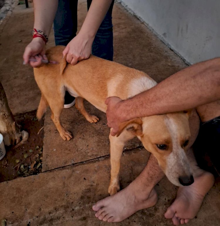 Vigilância Epidemiológica oferta 180 doses de vacinas contra cinomose