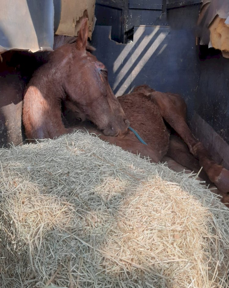 Cavalo vítima de maus-tratos morre após ser resgatado em Jaú; Carroceiro é detido