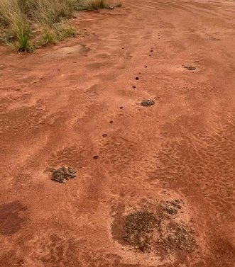 Indícios da presença de animais de pequeno e grande porte na área operacional, próximo da cab. 29;