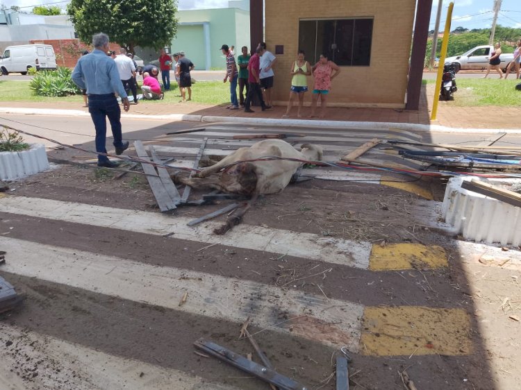 Caminhão boiadeiro colide no canteiro central de Arealva