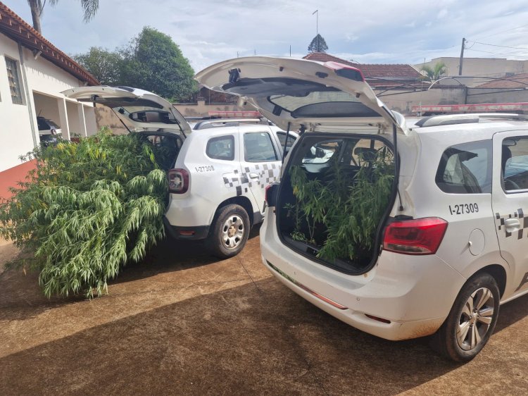 Plantação de maconha de grande porte é descoberta em Itapuí