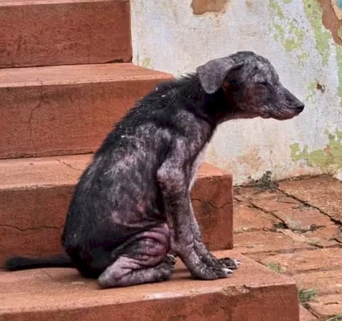 Mulher é presa por maus-tratos contra quatro cães em Pederneiras