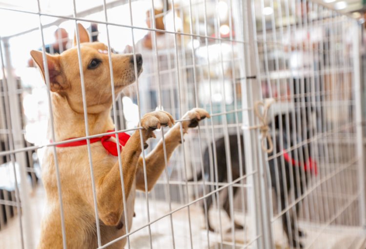 CSU recebe Feira de adoção de animais em 06 de julho