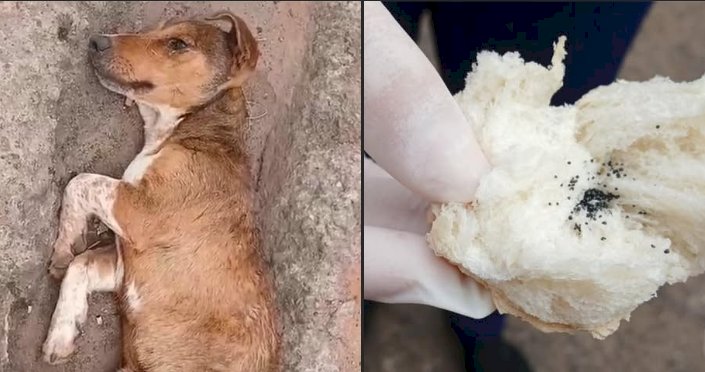 Fiscalização Ambiental de Bariri vai apurar venda clandestina de chumbinho no comércio local, após morte de cão resgatado pelo Focinho Carente