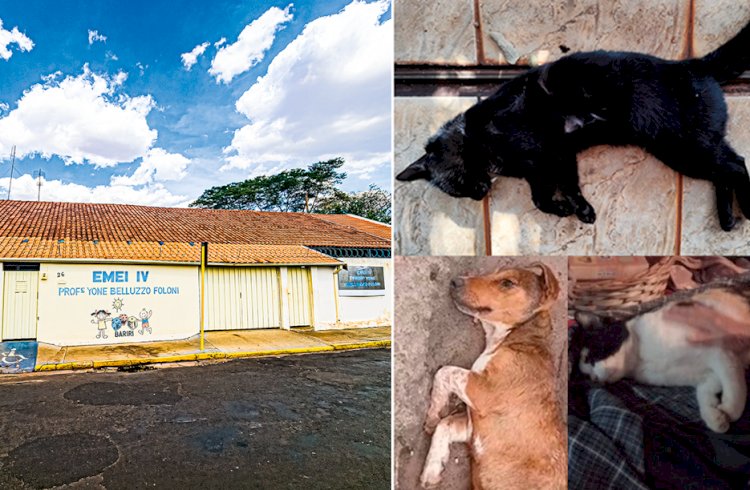 Bariri: semana é marcada por ameaça de bomba em escola e mais mortes de animais por envenenamento
