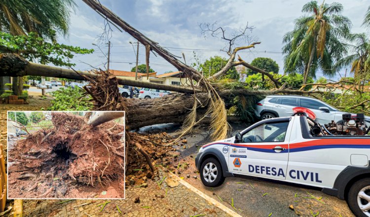 Vendaval deixa rastro de destruição em Bariri e grave ocorrência de adolescentes atingidas por árvore oca acende alerta: Meio Ambiente inicia vistoria ambiental e avalia árvores condenadas, com auxílio da Defesa Civil e Infraestrutura