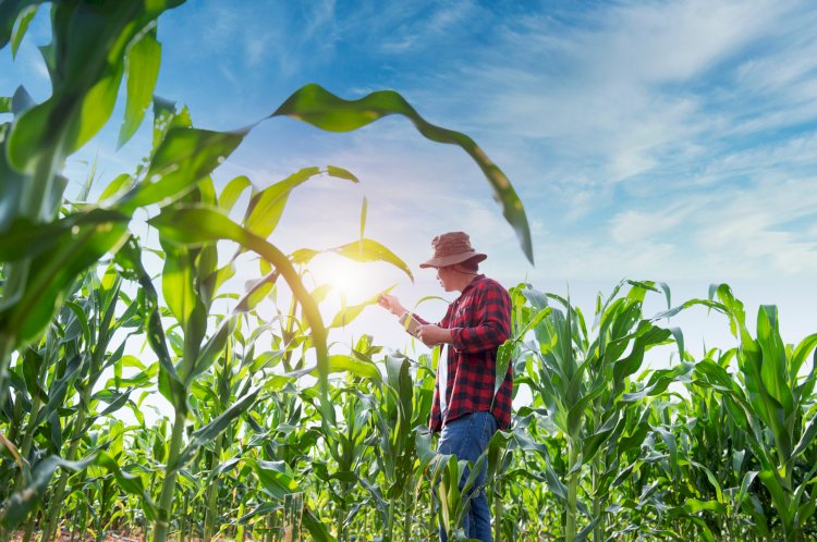 Setor sucroenergético lidera ranking 2025 de exportações em Bariri, aponta levantamento do Ministério do Desenvolvimento, Indústria, Comércio e Serviços