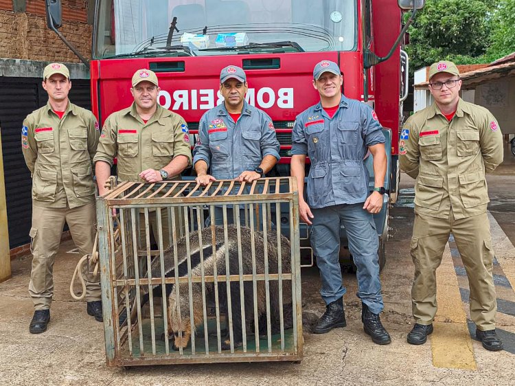Corpo de Bombeiros de Bariri resgata dois tamanduás em semana atípica; Sargento Adalberto explica os cuidados no trato com animais silvestres