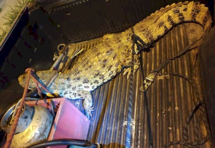 Três jacarés são flagrados em bairros de Bauru após chuvas intensas