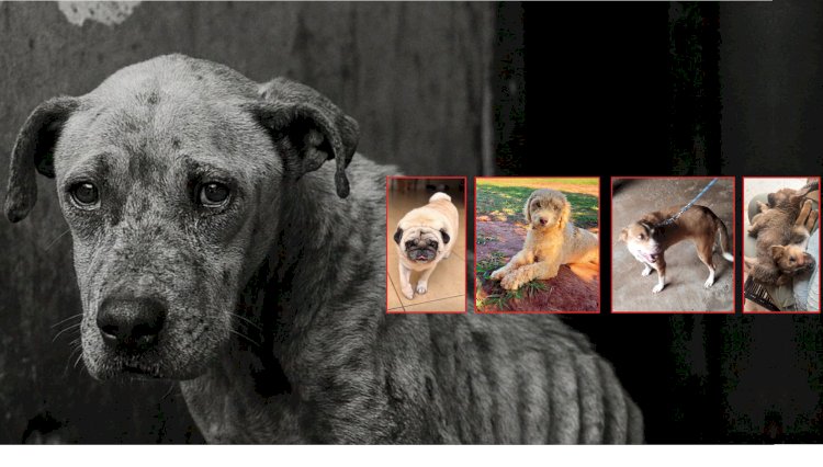Comissão Fiscalizadora de Proteção Animal de Bariri julga quatro casos de maus-tratos de cães resgatados pelo Focinho Carente; Meio Ambiente pode aplicar multa de até R$ 20 mil aos ex-tutores